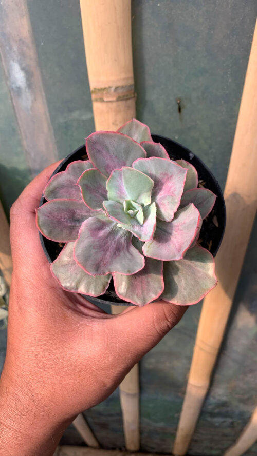 Echeveria Chantilly Moonshine, real gallery image #11 plants. Picture taken directly from kaktus.id community Echeveria farmer green houses.