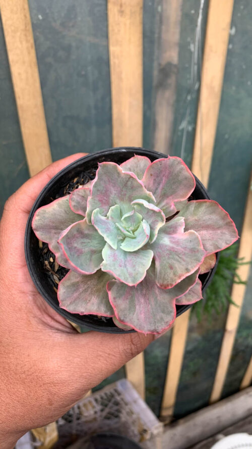Echeveria Chantilly Moonshine, real gallery image #2 plants. Picture taken directly from kaktus.id community Echeveria farmer green houses.