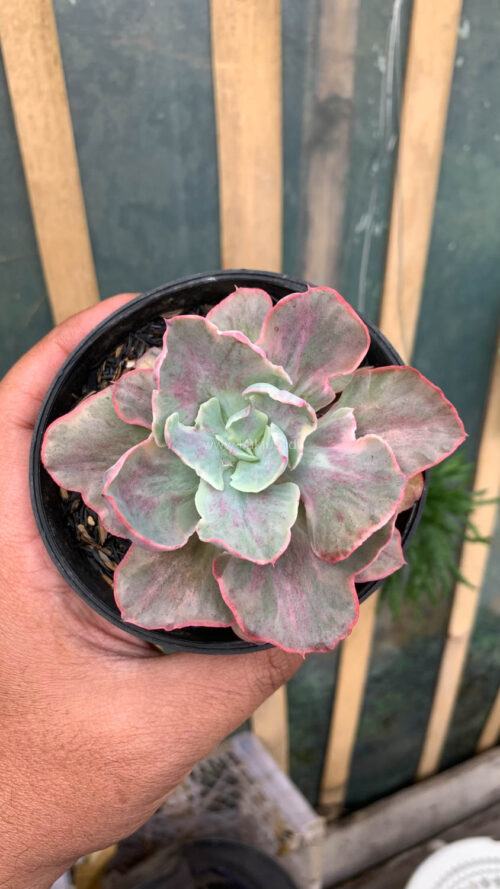 Echeveria Chantilly Moonshine, real gallery image #4 plants. Picture taken directly from kaktus.id community Echeveria farmer green houses.
