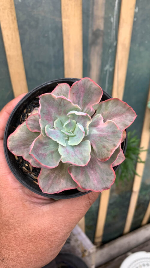Echeveria Chantilly Moonshine, real gallery image #5 plants. Picture taken directly from kaktus.id community Echeveria farmer green houses.