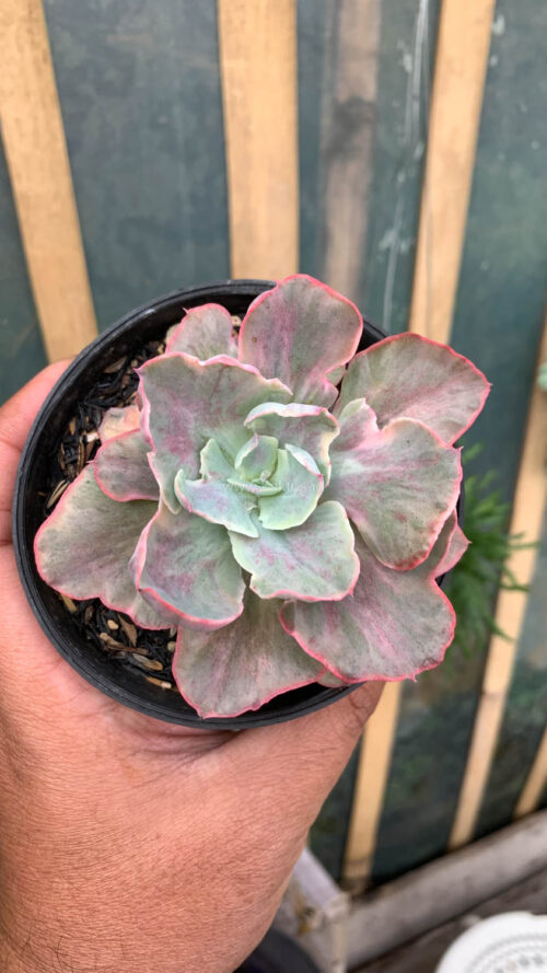 Echeveria Chantilly Moonshine, real gallery image #6 plants. Picture taken directly from kaktus.id community Echeveria farmer green houses.