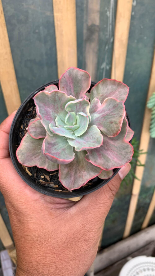 Echeveria Chantilly Moonshine, real gallery image #7 plants. Picture taken directly from kaktus.id community Echeveria farmer green houses.