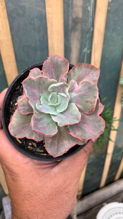 Echeveria Chantilly Moonshine, real gallery image #8 plants. Picture taken directly from kaktus.id community Echeveria farmer green houses.