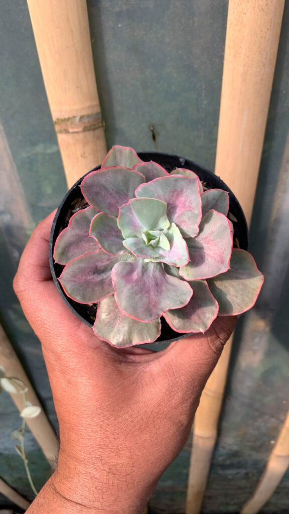 kaktus.id