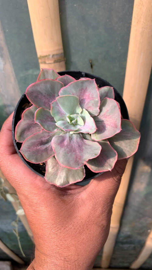 Echeveria Chantilly Moonshine, real gallery image #1 plants. Picture taken directly from kaktus.id community Echeveria farmer green houses.