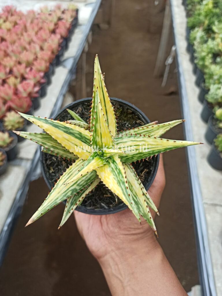 kaktus.id