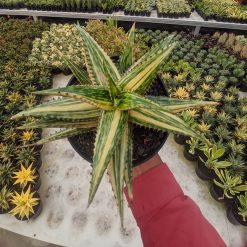 Aloe Somaliensis Variegated, real gallery image #1 plants. Picture taken directly from kaktus.id community Aloe farmer green houses.