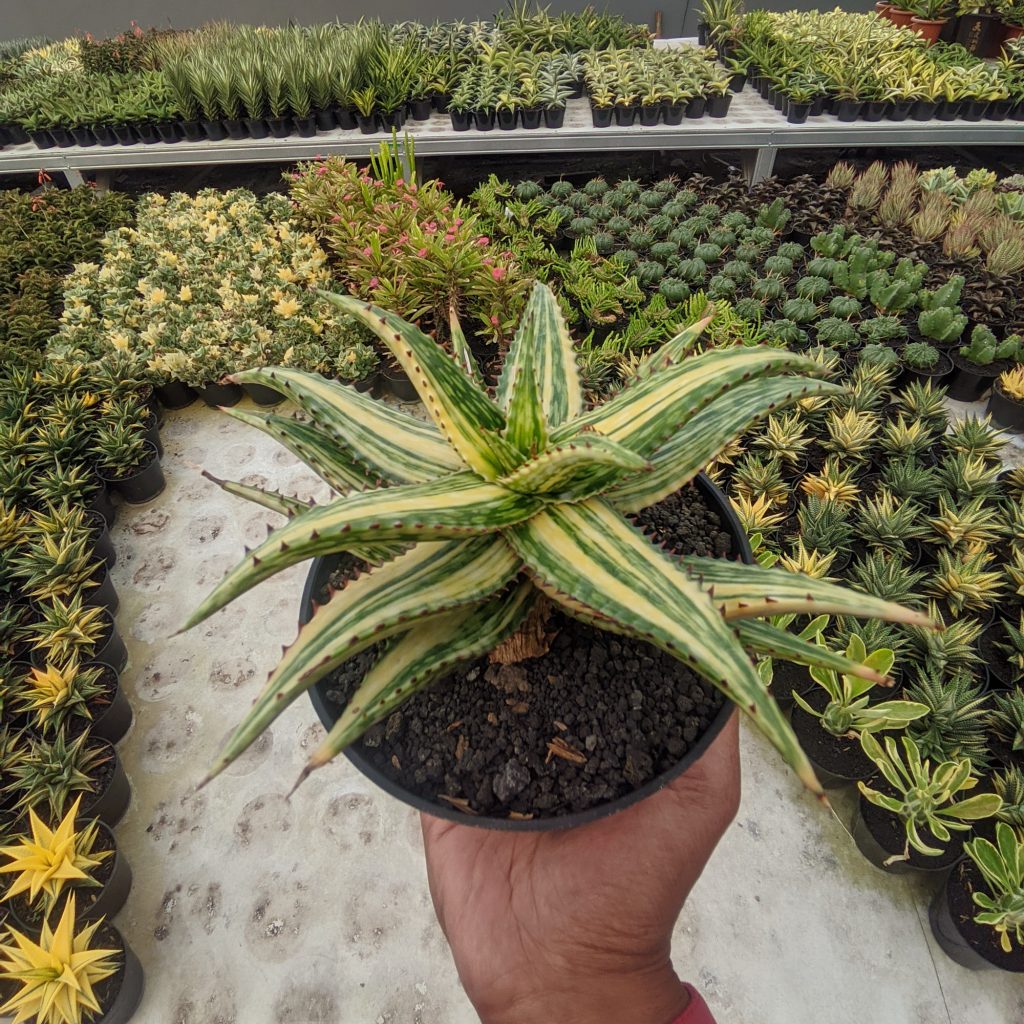 kaktus.id