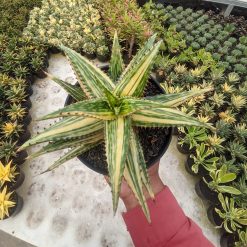 Aloe Somaliensis Variegated, real gallery image #3 plants. Picture taken directly from kaktus.id community Aloe farmer green houses.