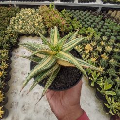 Aloe Somaliensis Variegated, real gallery image #4 plants. Picture taken directly from kaktus.id community Aloe farmer green houses.