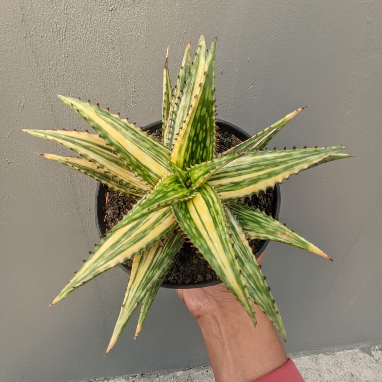 913. Aloe Somaliensis Variegated ( Appendix II – Special Permit Needed* )