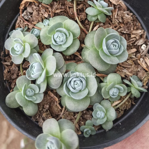 Orostachys Iwarenge / Chinese Dunce Cap, real gallery image #1 plants. Picture taken directly from kaktus.id community Orostachys farmer green houses.