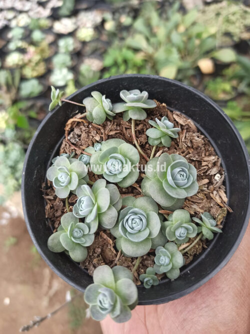 Orostachys Iwarenge / Chinese Dunce Cap, real gallery image #2 plants. Picture taken directly from kaktus.id community Orostachys farmer green houses.