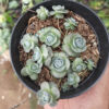 Orostachys Iwarenge / Chinese Dunce Cap, real feature image plant. Picture taken directly from kaktus.id community Orostachys farmer green houses.
