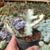 Euphorbia 'Bone Lactea' / Euphorbia Lactea 'White Ghost' / Euphorbia Lactea 'White Dragon Bone', real feature image plant. Picture taken directly from kaktus.id community Euphorbia farmer green houses.