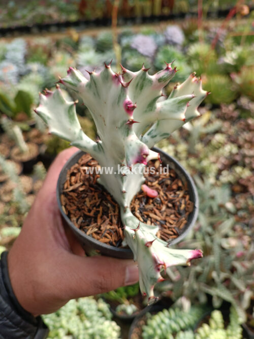 Euphorbia 'Bone Lactea' / Euphorbia Lactea 'White Ghost' / Euphorbia Lactea 'White Dragon Bone', real gallery image #1 plants. Picture taken directly from kaktus.id community Euphorbia farmer green houses.