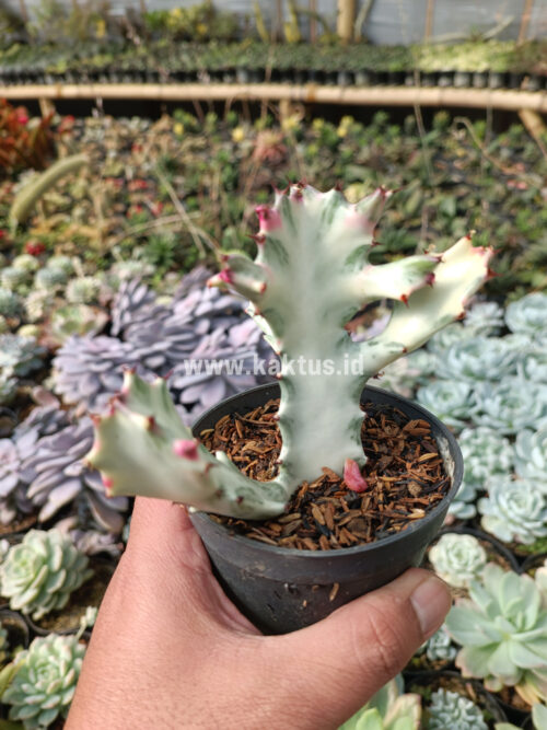 Euphorbia 'Bone Lactea' / Euphorbia Lactea 'White Ghost' / Euphorbia Lactea 'White Dragon Bone', real gallery image #6 plants. Picture taken directly from kaktus.id community Euphorbia farmer green houses.
