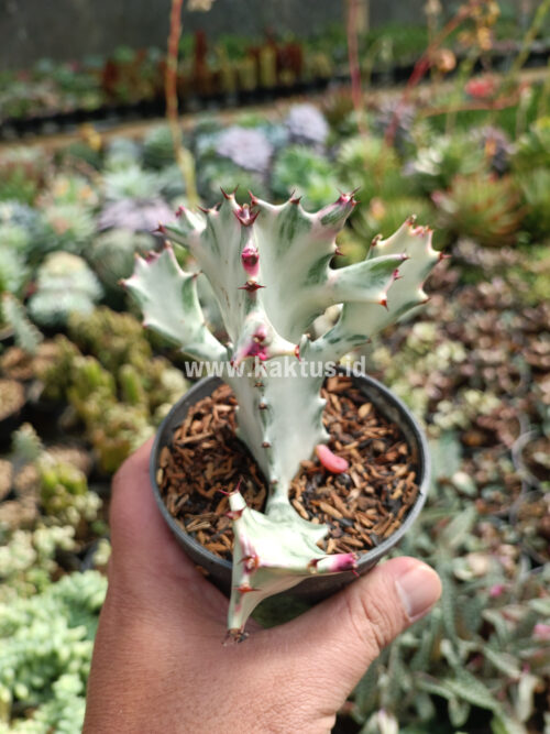 Euphorbia 'Bone Lactea' / Euphorbia Lactea 'White Ghost' / Euphorbia Lactea 'White Dragon Bone', real gallery image #5 plants. Picture taken directly from kaktus.id community Euphorbia farmer green houses.