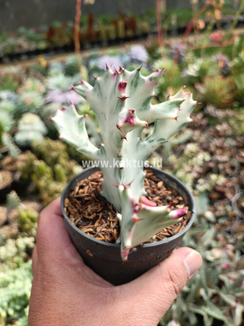 Euphorbia 'Bone Lactea' / Euphorbia Lactea 'White Ghost' / Euphorbia Lactea 'White Dragon Bone', real gallery image #4 plants. Picture taken directly from kaktus.id community Euphorbia farmer green houses.