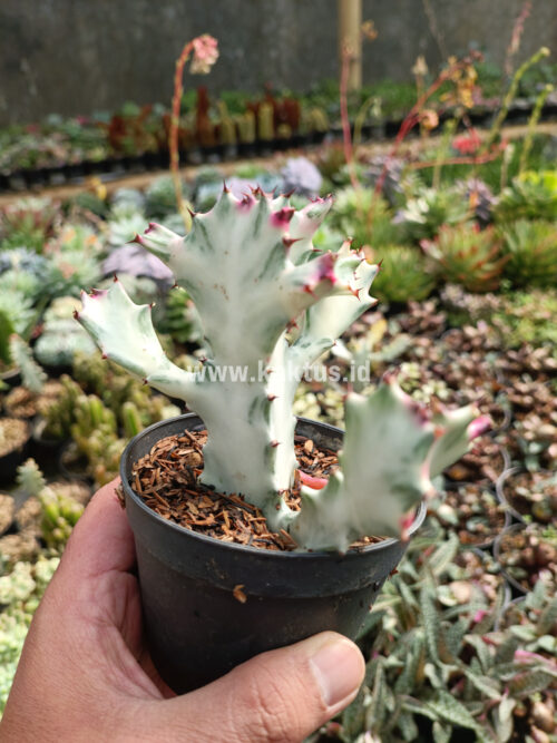 Euphorbia 'Bone Lactea' / Euphorbia Lactea 'White Ghost' / Euphorbia Lactea 'White Dragon Bone', real gallery image #3 plants. Picture taken directly from kaktus.id community Euphorbia farmer green houses.