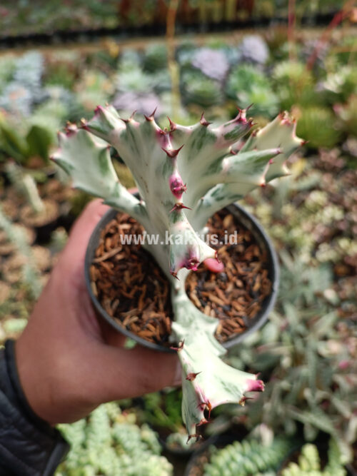 Euphorbia 'Bone Lactea' / Euphorbia Lactea 'White Ghost' / Euphorbia Lactea 'White Dragon Bone', real gallery image #2 plants. Picture taken directly from kaktus.id community Euphorbia farmer green houses.