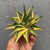 Haworthia Limifolia Variegated