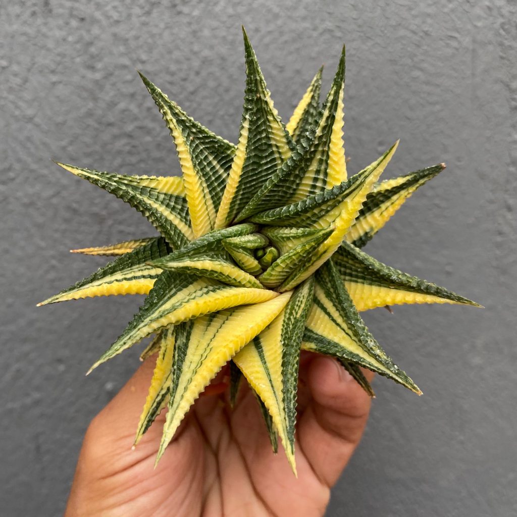 kaktus.id
