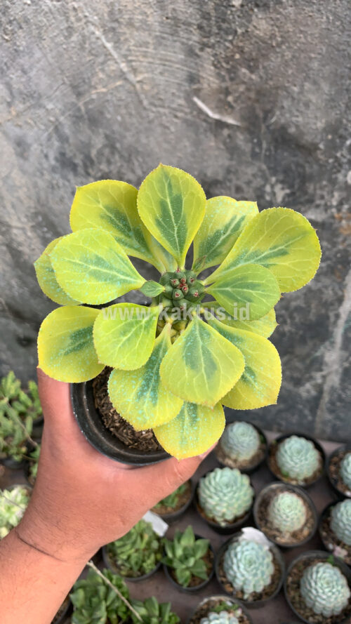 Monadenium Ritchiei Variegated, real gallery image #7 plants. Picture taken directly from kaktus.id community Monadenium farmer green houses.
