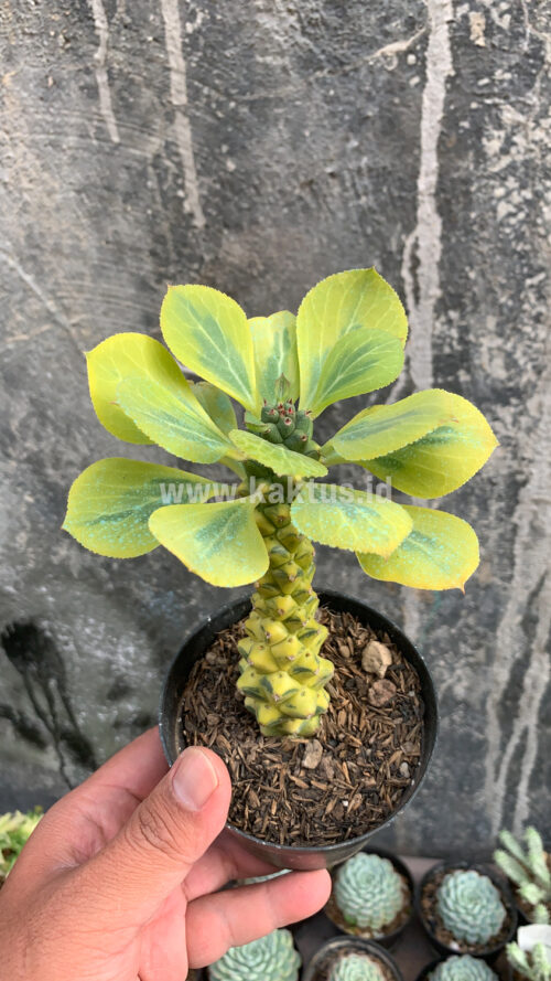 Monadenium Ritchiei Variegated, real gallery image #6 plants. Picture taken directly from kaktus.id community Monadenium farmer green houses.
