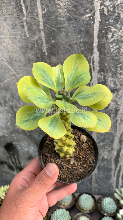 Monadenium Ritchiei Variegated, real gallery image #5 plants. Picture taken directly from kaktus.id community Monadenium farmer green houses.