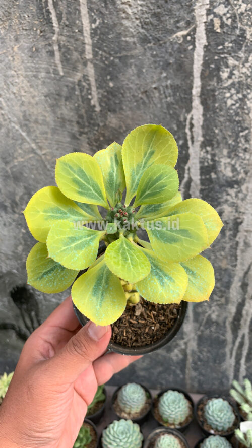 Monadenium Ritchiei Variegated, real gallery image #4 plants. Picture taken directly from kaktus.id community Monadenium farmer green houses.