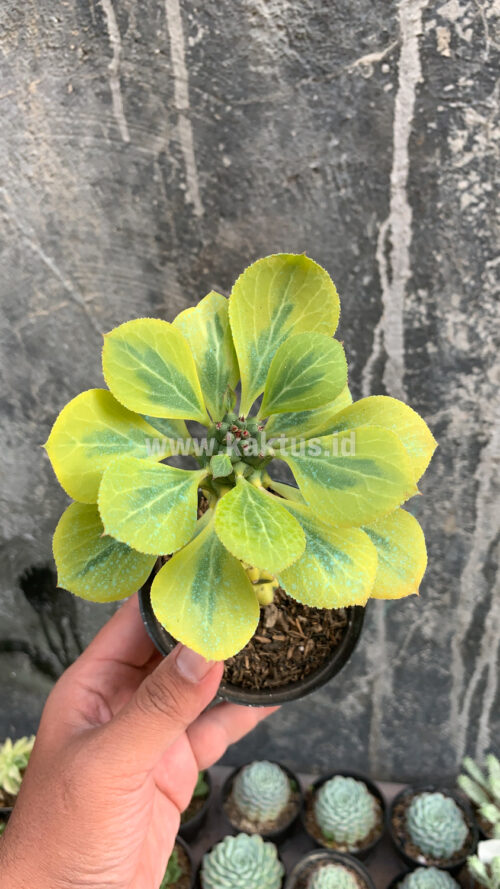 Monadenium Ritchiei Variegated, real gallery image #3 plants. Picture taken directly from kaktus.id community Monadenium farmer green houses.