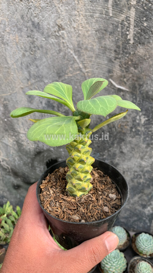 Monadenium Ritchiei Variegated, real gallery image #2 plants. Picture taken directly from kaktus.id community Monadenium farmer green houses.