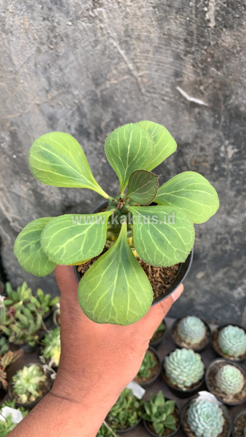 Monadenium Ritchiei Variegated, real gallery image #1 plants. Picture taken directly from kaktus.id community Monadenium farmer green houses.