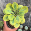 Monadenium Ritchiei Variegated, real feature image plant. Picture taken directly from kaktus.id community Monadenium farmer green houses.