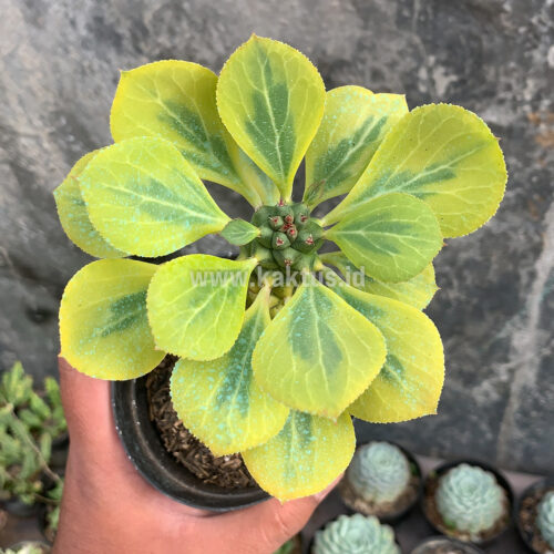 061. Monadenium Ritchiei Variegated