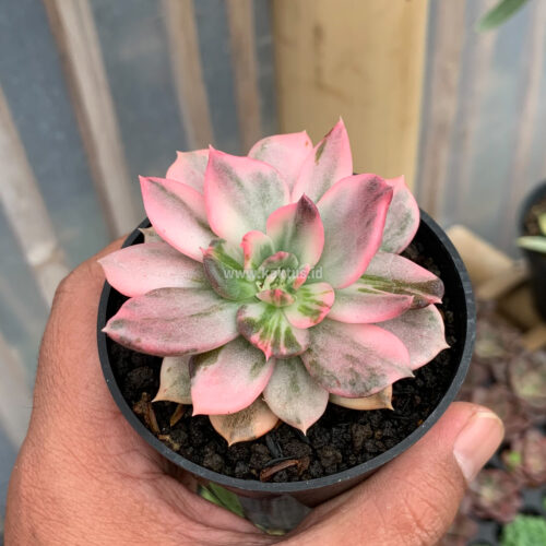 Echeveria Pink Princess, real gallery image #12 plants. Picture taken directly from kaktus.id community Echeveria farmer green houses.