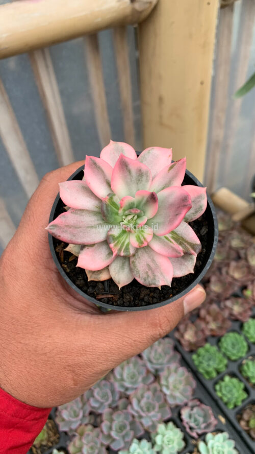Echeveria Pink Princess, real gallery image #17 plants. Picture taken directly from kaktus.id community Echeveria farmer green houses.