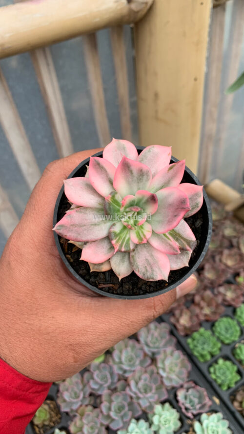 Echeveria Pink Princess, real gallery image #10 plants. Picture taken directly from kaktus.id community Echeveria farmer green houses.