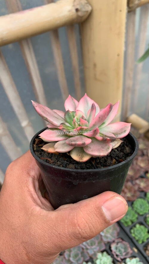 Echeveria Pink Princess, real gallery image #20 plants. Picture taken directly from kaktus.id community Echeveria farmer green houses.
