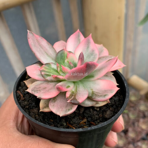 Echeveria Pink Princess, real gallery image #3 plants. Picture taken directly from kaktus.id community Echeveria farmer green houses.
