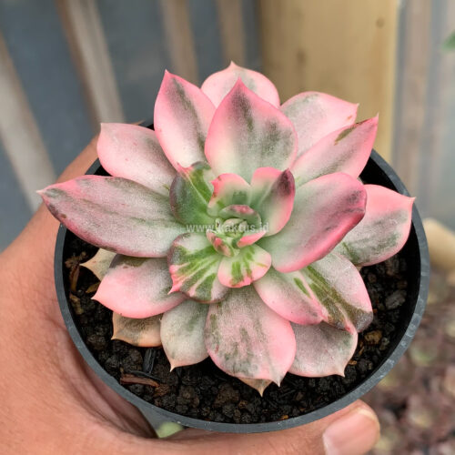 Echeveria Pink Princess, real gallery image #2 plants. Picture taken directly from kaktus.id community Echeveria farmer green houses.