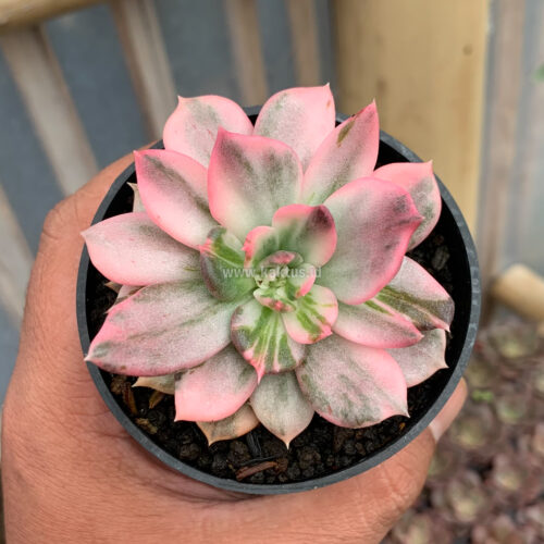 Echeveria Pink Princess, real gallery image #40 plants. Picture taken directly from kaktus.id community Echeveria farmer green houses.