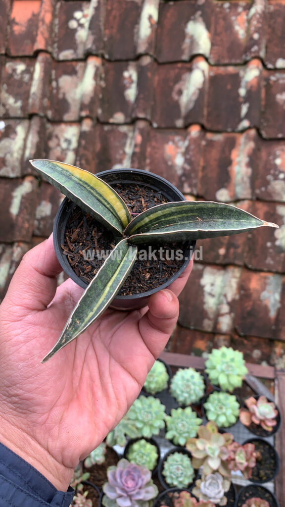 kaktus.id