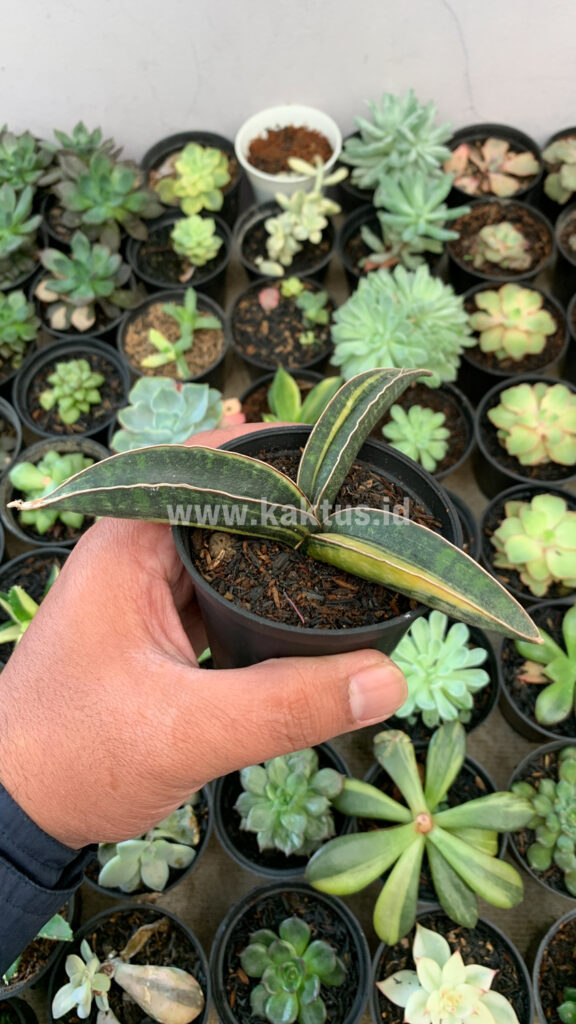 kaktus.id
