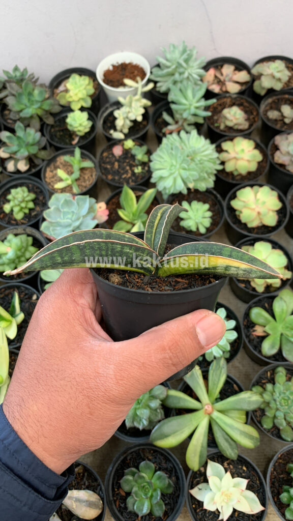 kaktus.id