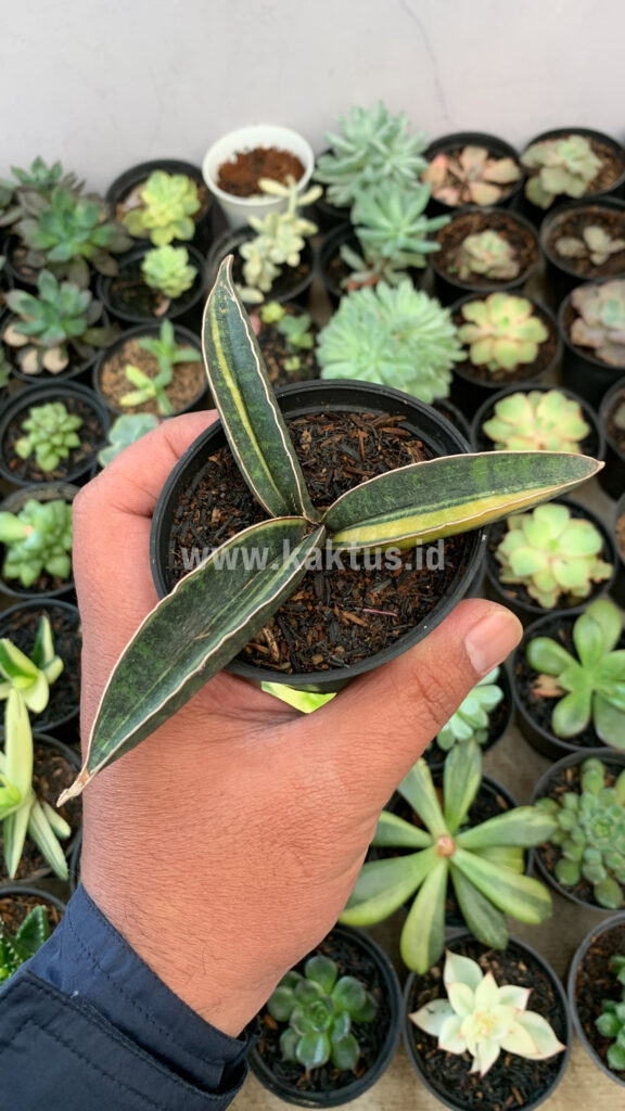 kaktus.id