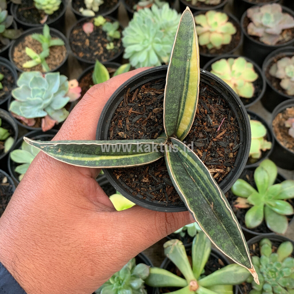 kaktus.id