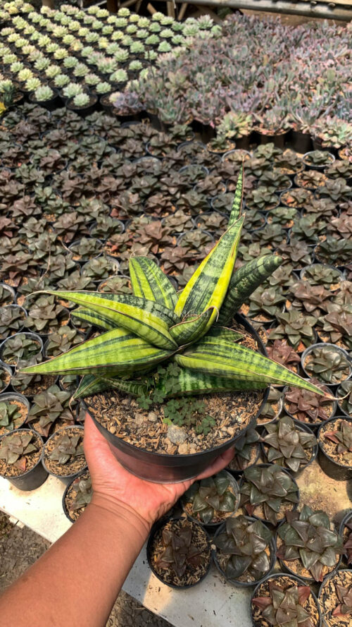 Sansevieria Fischeri Black Variegated Pot 15 Cm, real gallery image #6 plants. Picture taken directly from kaktus.id community Sansevieria farmer green houses.