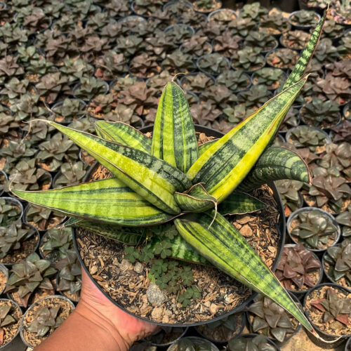 915. Sansevieria Fischeri Black Variegated Pot 15 Cm
